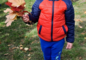 Bartuś zrobił bukiet z kolorowych liści klonu.